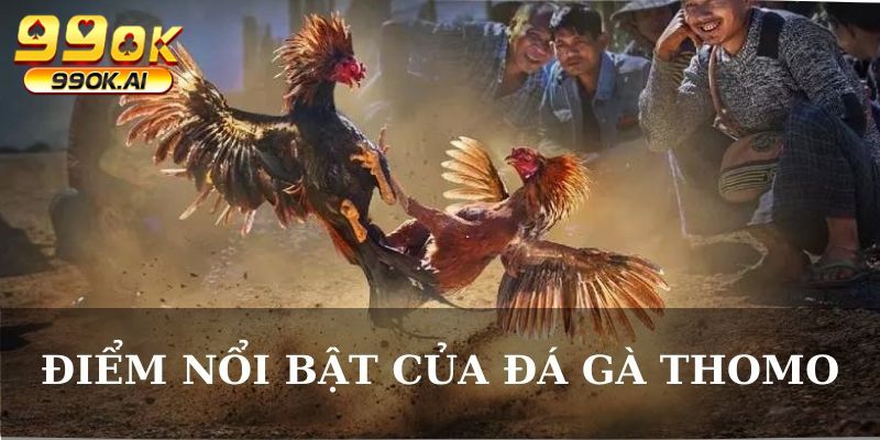 Điểm nổi bật của đấu gà Thomo