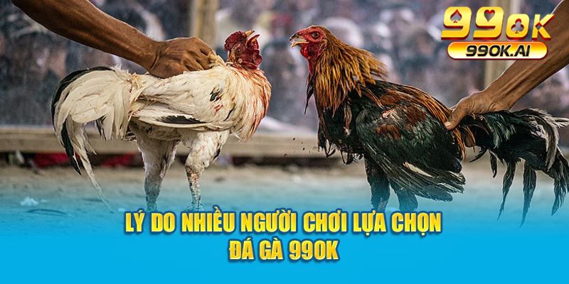 Lý do nhiều người chơi lựa chọn đá gà 99OK