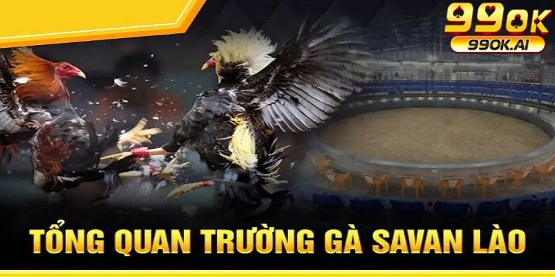 Giới thiệu tổng quan trường gà Savan